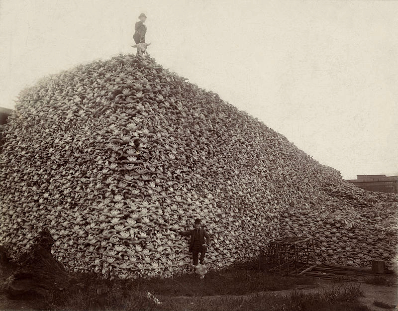 buffalo-skulls
