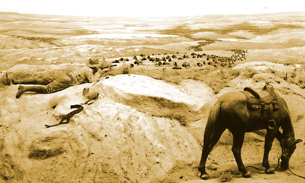 a cowboy aiming his rifle at a herd of hundreds. By the end of the 19th century, roughly 300 buffalo were left in the wild. Conservation efforts over the years have allowed the species to rebound to about 400,000 in North America today. – Courtesy National Archives and Records Administration, Scotts Bluff National Monument –