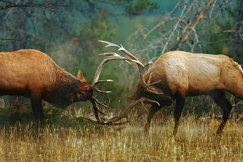 gorgeous-amazing-elk